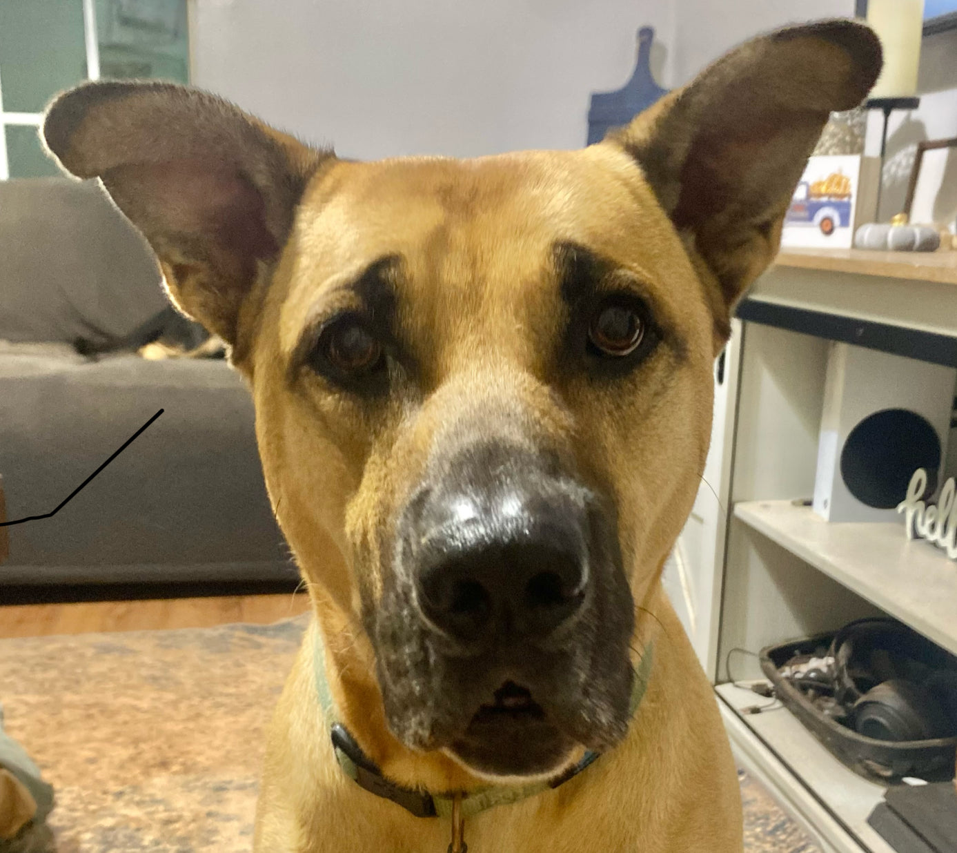 Custom Pet Sillouette