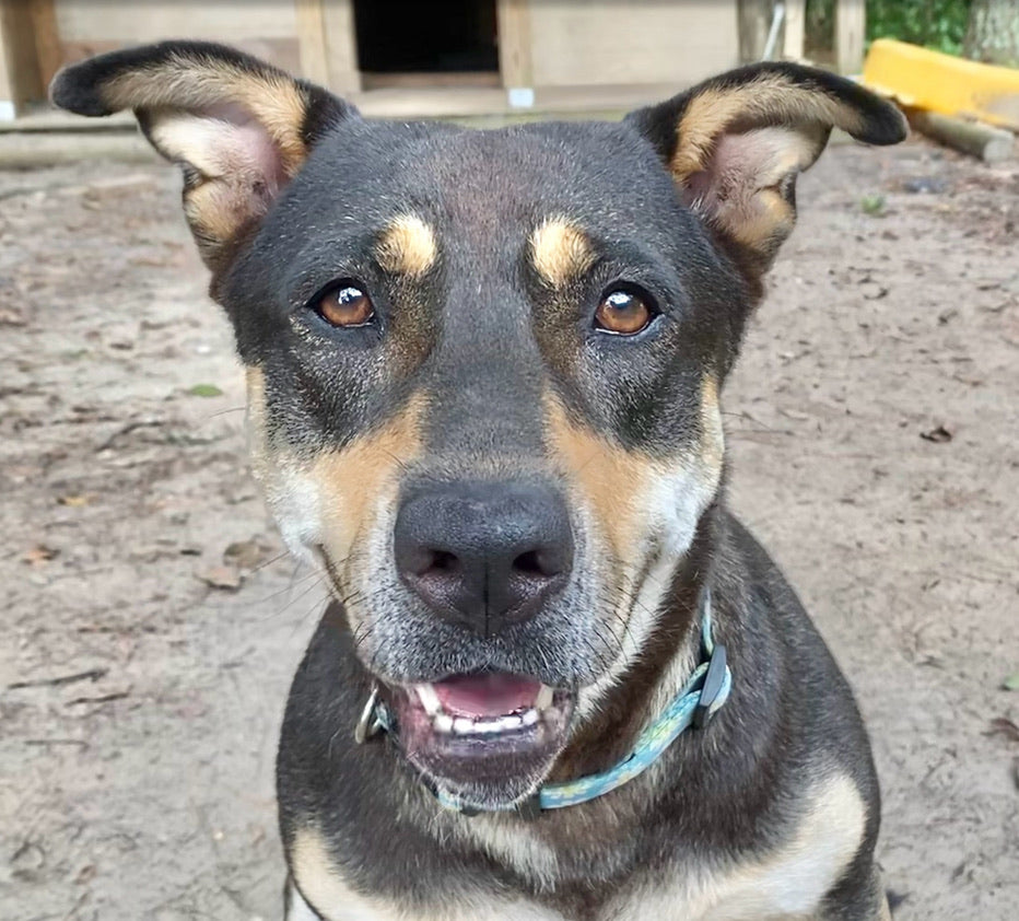 Custom Pet Sillouette