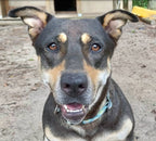 Custom Pet Sillouette